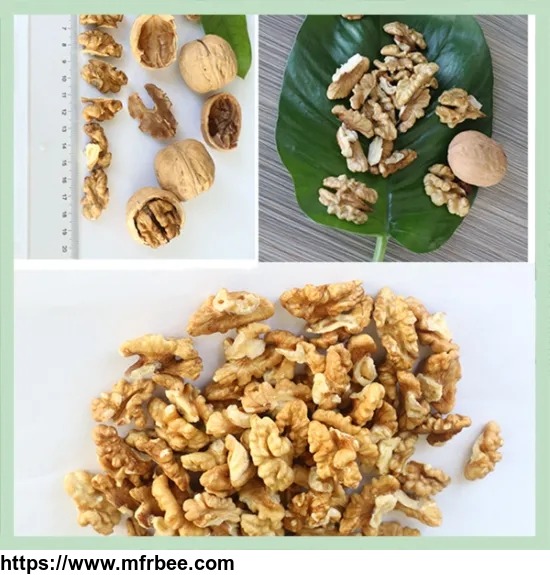 new_crop_dry_walnut_walnuss_nuts_nuss