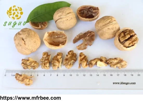 northern_walnut_kernel_and_whole_half_walnut_kernel_and_balanced_walnut_kernel