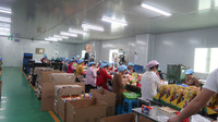 more images of Finished toys production made in China