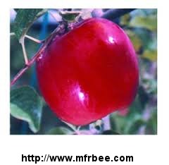 offer_to_sell_red_delicious_apples