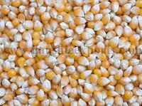 Offer To Sell Yellow Corn (Maize)