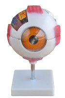 MEDICAL SCIENCE  GIANT EYE MODEL ANATOMY WITH 6 PARTS WHOLESALE