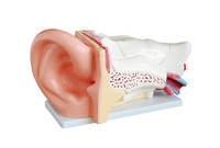 more images of NEW STYLE  PROFESSIONAL GIANT EAR MODEL ANATOMY WHOLESALE