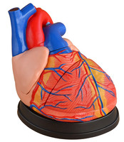 more images of LIFE SIZE NEW STYLE JUMBO HEART MODEL ANATOMY FOR MEDICAL TEACHING WHOLESALE