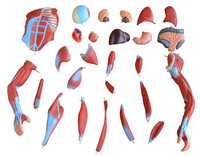 HIGH QUALITY HUMAN HOT SALE HALF LIFE SIZE HUMAN MUSCLE ANATOMY MODEL WITH  27 PARTS
