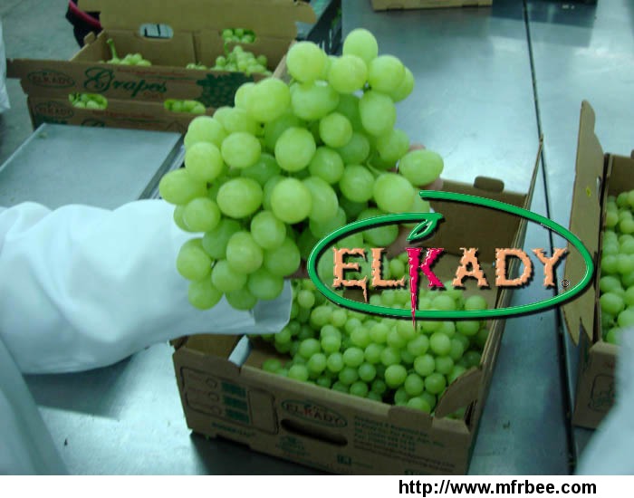 fresh_grapes