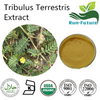 Tribulus Terrestris Extract ,China factory supplier tribulus terrestris powder ,pure natural tribulus terrestris extract supplier