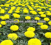 more images of Huir 100% quality of good Marigold P.E.