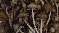 Buy Psychedelic Mushrooms Online