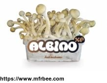 100_percentage_mycelium_albino_mushroom_growkit_1200cc