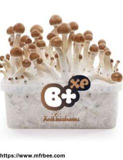 100_percentage_mycelium_b_mushroom_growkit_1200cc