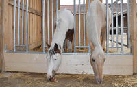 more images of Horse Panel Feeding Rack