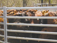 more images of Cattle Corral Fence
