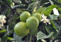 more images of Citrus Extract