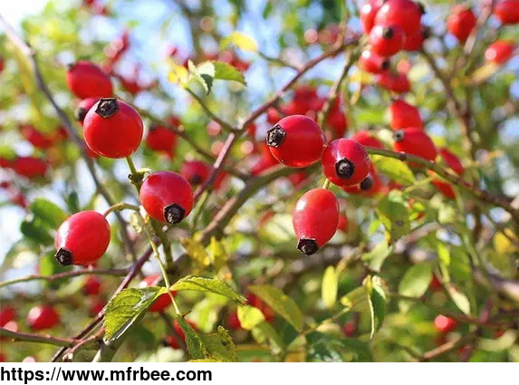 rose_hip_extract