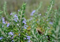 more images of Rosemary Extract