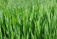 more images of Organic Barley Grass Powder