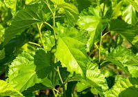 more images of Mulberry Leaf Extract