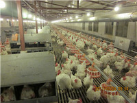automatic controller  poultry farm equipment for breeder