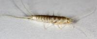 more images of Mick's Silverfish Control Brisbane