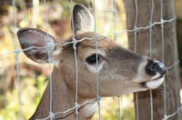 Deer Fencing - Ideal for Deer Farming & Deer Exclusion