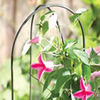 Garden hoops plant support is perfect for twining-climbing plants