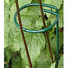 Single ring and stem plant supports for sunflower and daisy