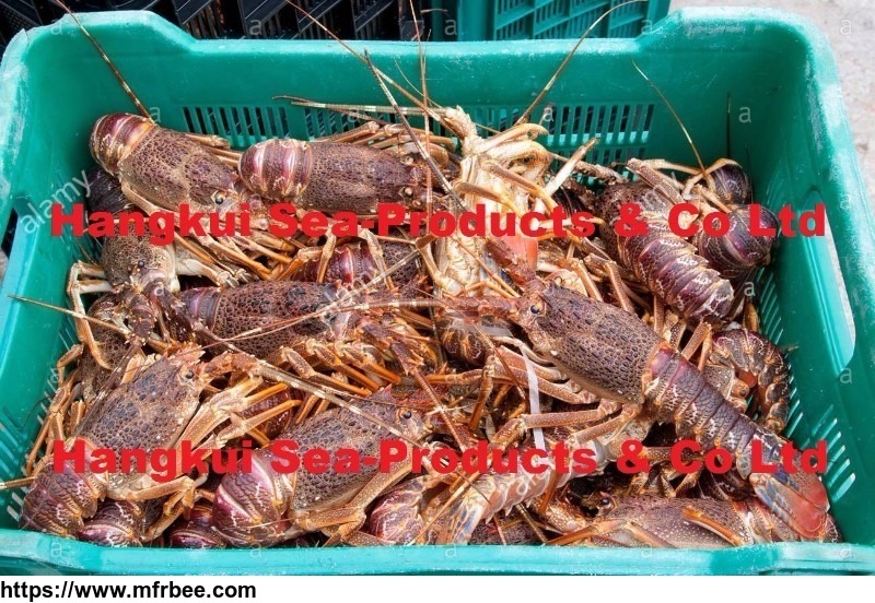 live_west_coast_rock_lobsters