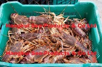 Live West Coast Rock Lobsters