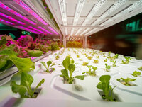 more images of LED Grow Lights for Seedlings
