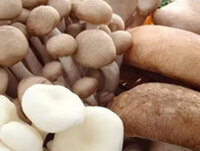more images of Mushroom Grow Light