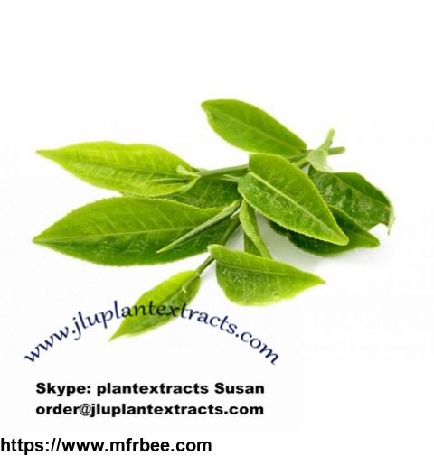 order_at_jluplantextracts_com_green_tea_raw_pure_powder
