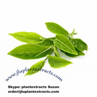 order@jluplantextracts.com Green Tea Raw Pure Powder