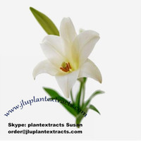 Lily Bulb Extract Best Quality For Sale