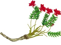more images of Rhodiola Rosea Extract