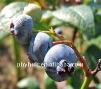 more images of Bilberry P.E.