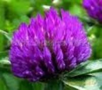more images of Red Clover P.E.