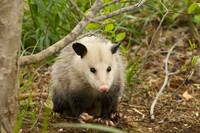 more images of CBD Possum Removal Hobart