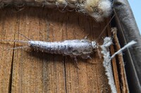 more images of 711 Silverfish Control Adelaide
