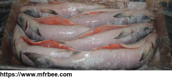 frozen_bqf_salmon_fresh_fish_bulk_fresh_and_frozen_atlantic_salmon_fish