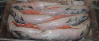 Frozen BQF Salmon Fresh Fish, Bulk Fresh and Frozen Atlantic Salmon Fish