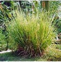 more images of Vetiver water | Meena Perfumery