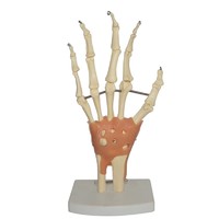 Human Anatomical Hand Joint Skeleton Model