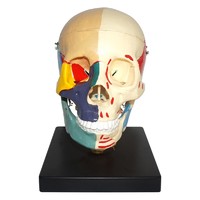 Human Colored Life-Size Plastic Skull Model