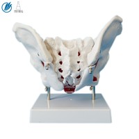 Human Anatomical Model Female Pelvis with Removable Organs