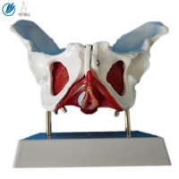 more images of Human Anatomical Model Female Pelvis with Removable Organs