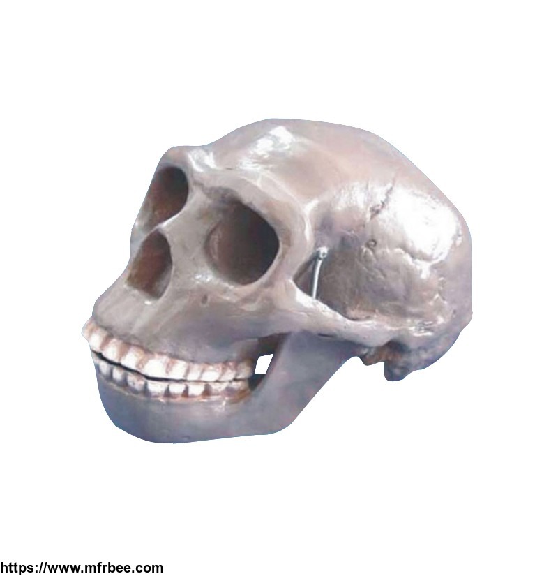 biological_life_size_plastic_medical_anatomical_skull_model