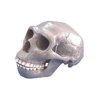 Biological Life Size Plastic Medical Anatomical Skull Model