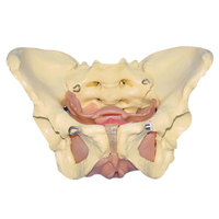 more images of Anatomical Female Pelvis Teaching Model