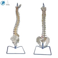 more images of Artificial Medical Anatomical Spine Model